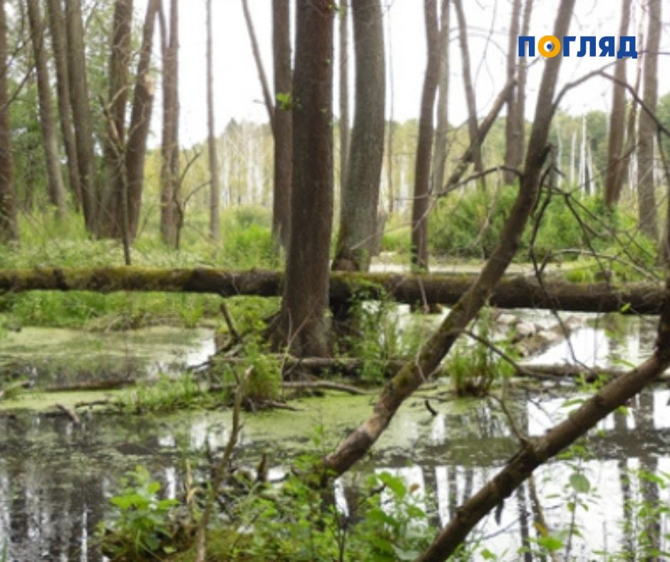 Романівське болото: Притулок біорізноманіття в серці природи (ФОТО) - зображення